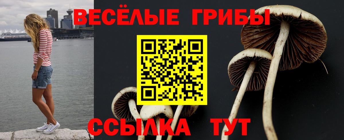 Псилоцибиновые грибы Psilocybe Южноуральск